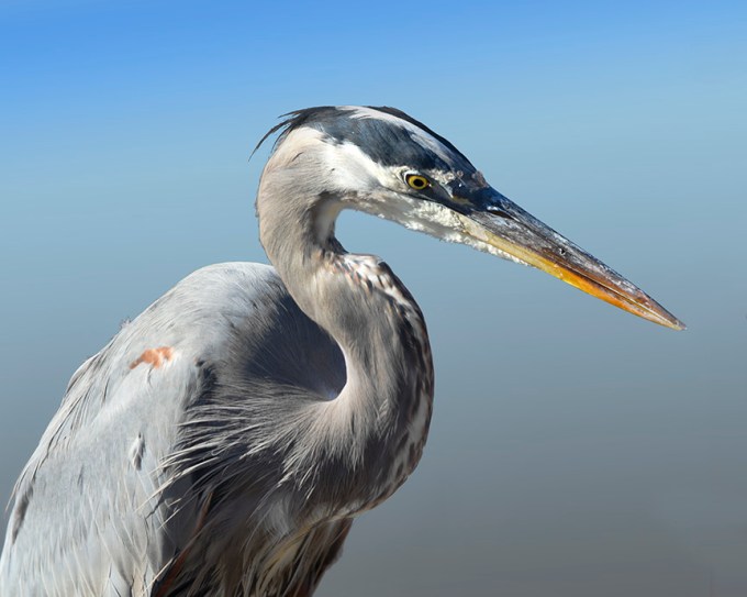 gbh-8shot_pano-head-shot