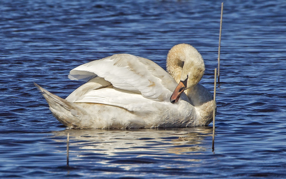 _43g5166-brig-swans-v3