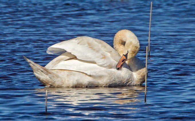 _43g5166-brig-swans-v3