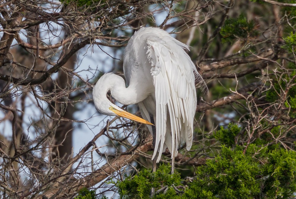 _43g5812-brig-great-egret-preen-v4