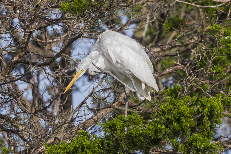_43g5829-brig-great-egret-preen-v4