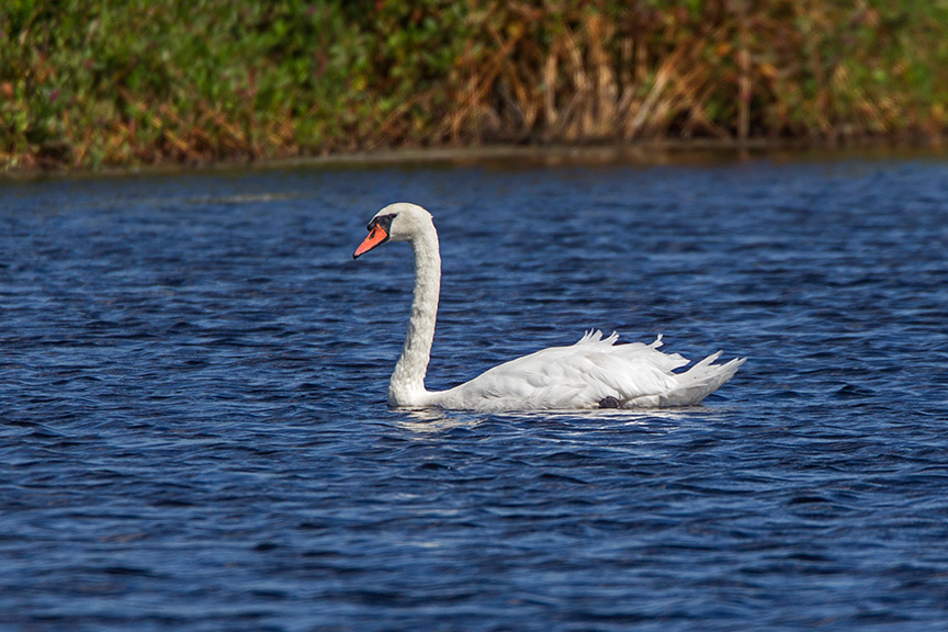 _43g6307-brig-mute-swan-v3