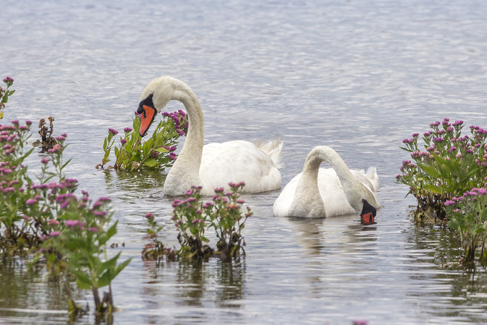 _43g7647-brig-mute-swan-v7