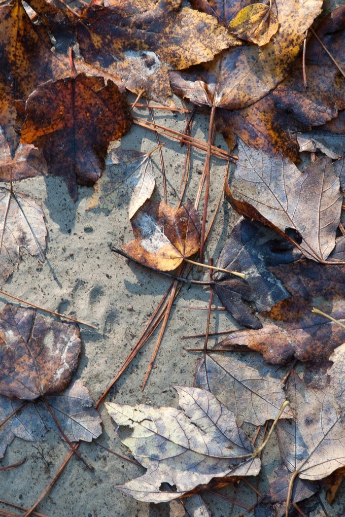 bwr-tt-leaves-ent-sandy-path-pawprnt-v2_mal8848