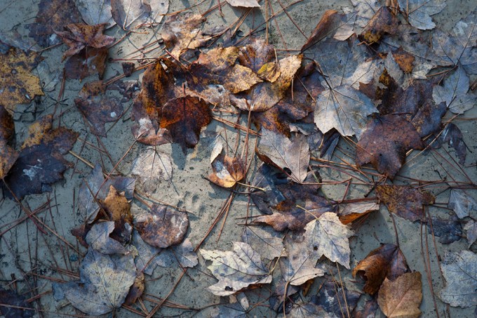 bwr-tt-leaves-ent-sandy-path-v1_mal8848