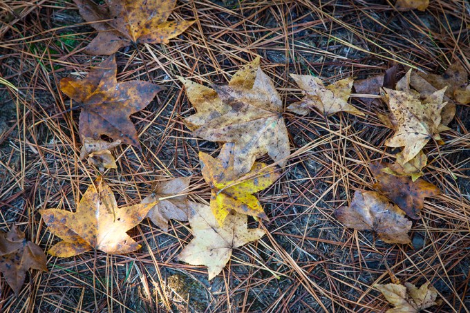 bwr-tt-leaves-path-v1-11-16_mal8839