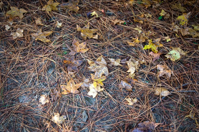 bwr-tt-leaves-path-v1-11-16_mal8843