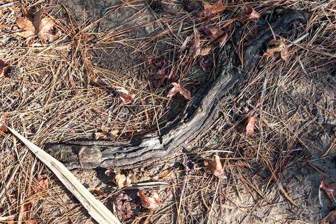 bwr-tt-roots-pine-needles-v2-11-16_mal8822