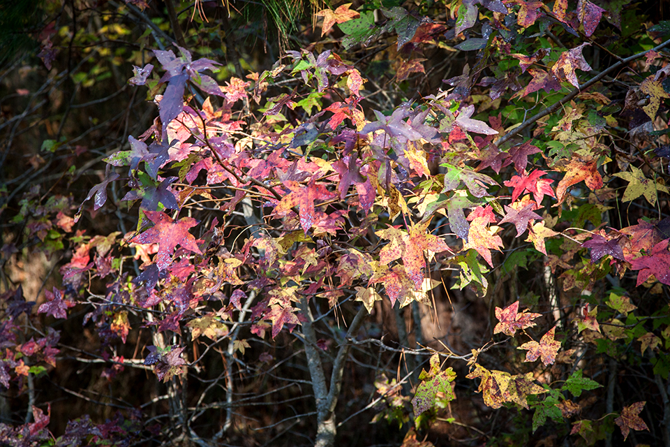 bwr-tt-sweetgum-leaves-v2-_mal8878