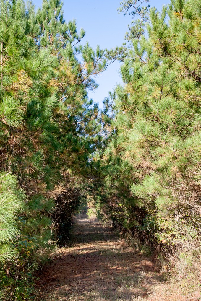 bwr-tt-trail-v2-11-16_mal8835