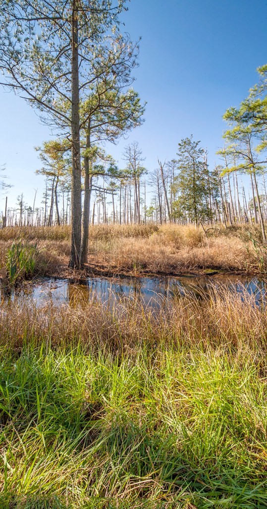 bwr-wd-pano-v2-11-16