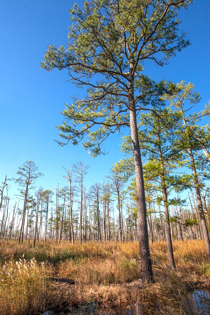 bwr-wd-v2-11-16-mal9003