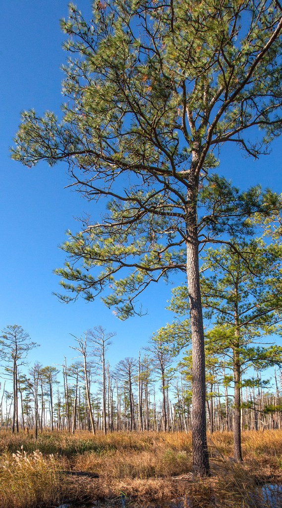 bwr-wd-v3-11-16-mal9003