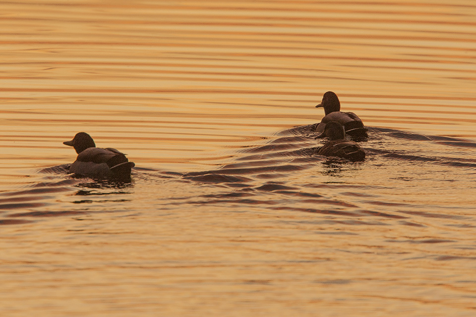 ducks-bwr-sunset-v2_80i7655