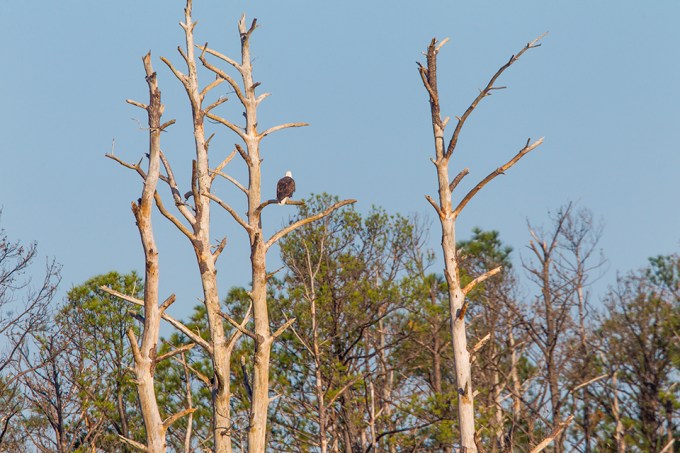 eagle-roosting-v2_43g7314