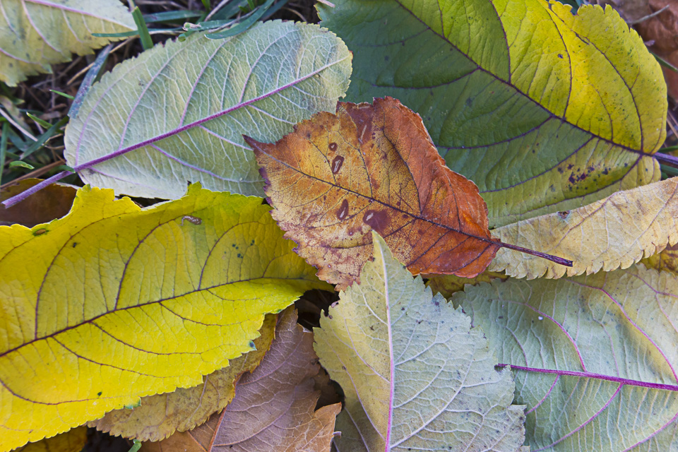 fall-leaves-v1_43g9795