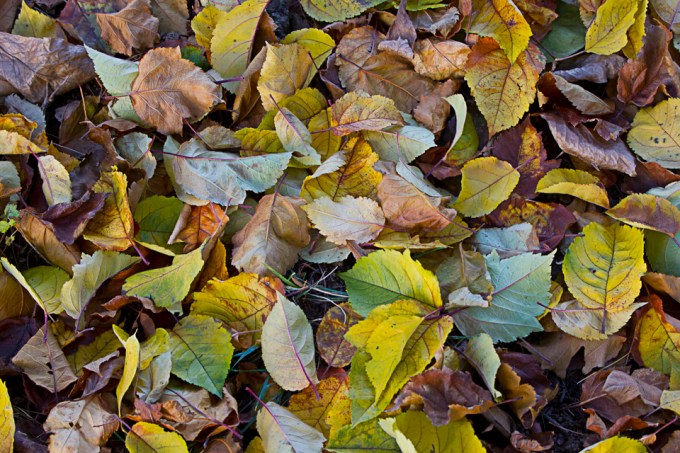 _fall-leaves-v2-43g9848