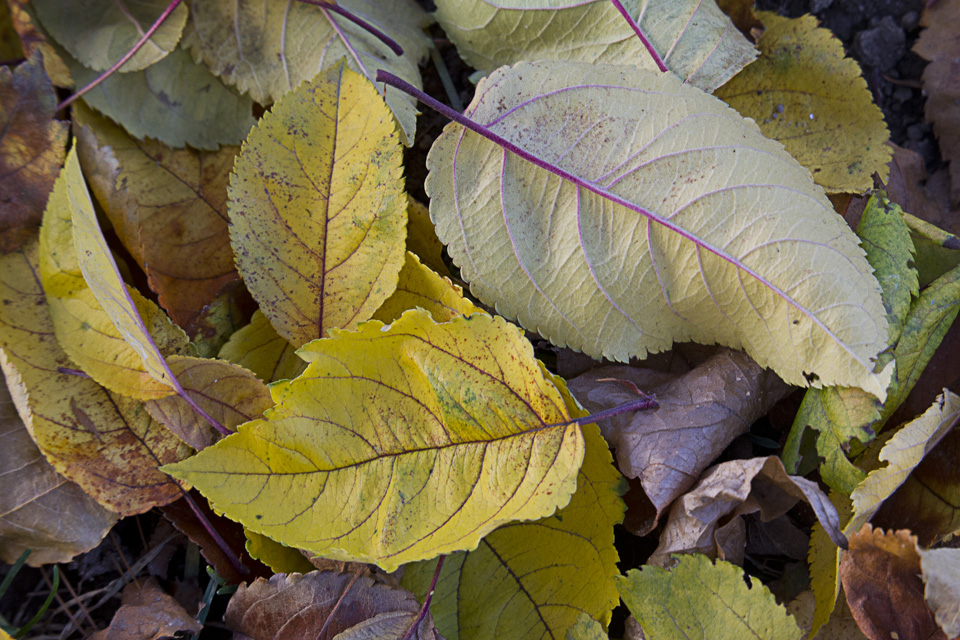 fall-leaves_43g9806