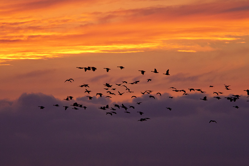flyout-canada-geese-flyout-v1-bwr_80i7764