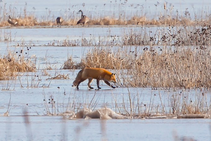 fox-on-ice-brig-v1_80i3007