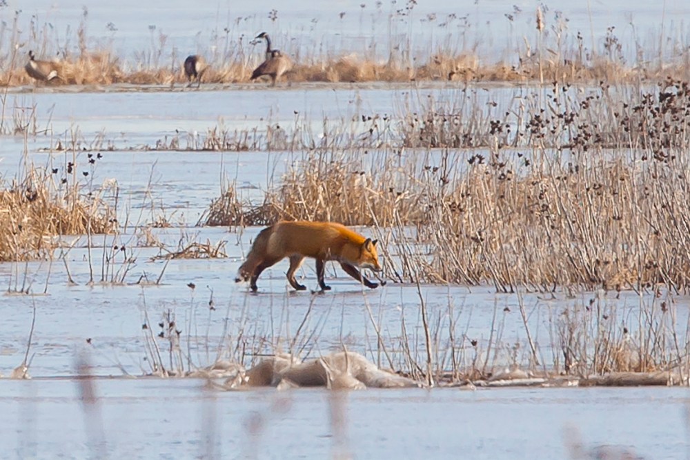 fox-on-ice-brig-v1_80i3007