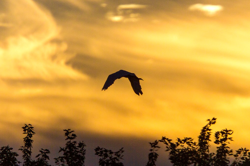 great-egret-fly-out-cf-v3_mg_0036