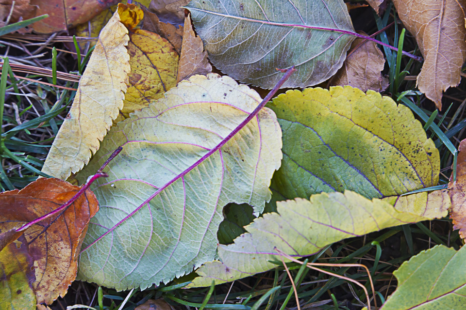 leaves-v1-2016_43g9786