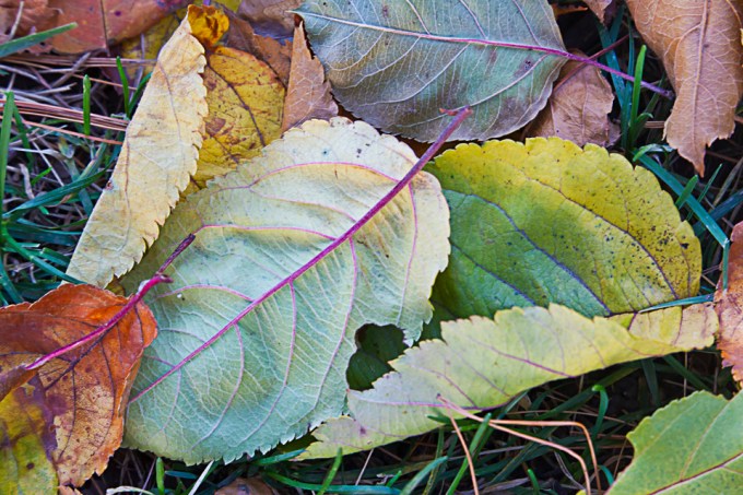 leaves-v1-2016_43g9786