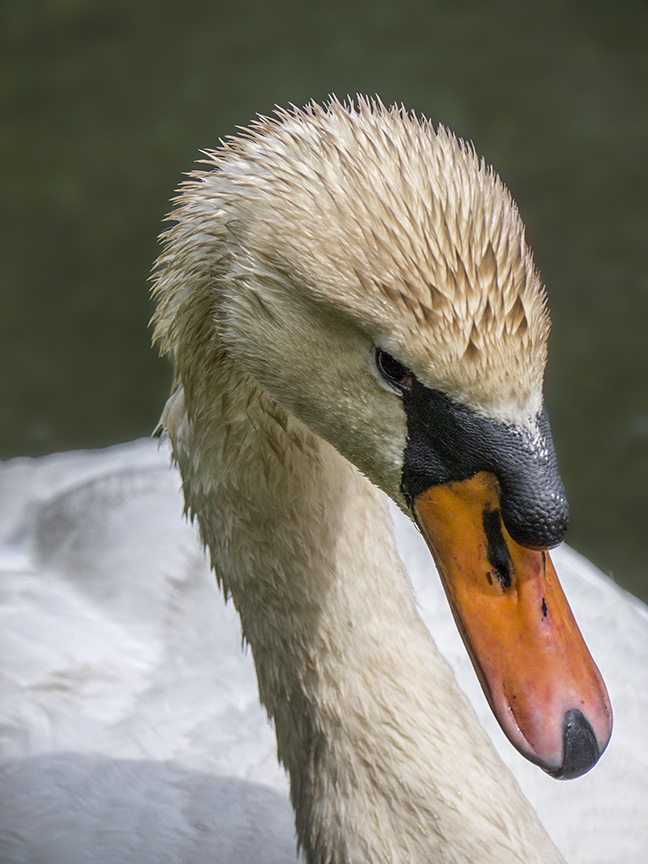 mute-swan-mcfaul-v3_1330297