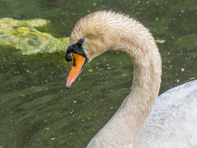 _mute-swan-portrait-1330281