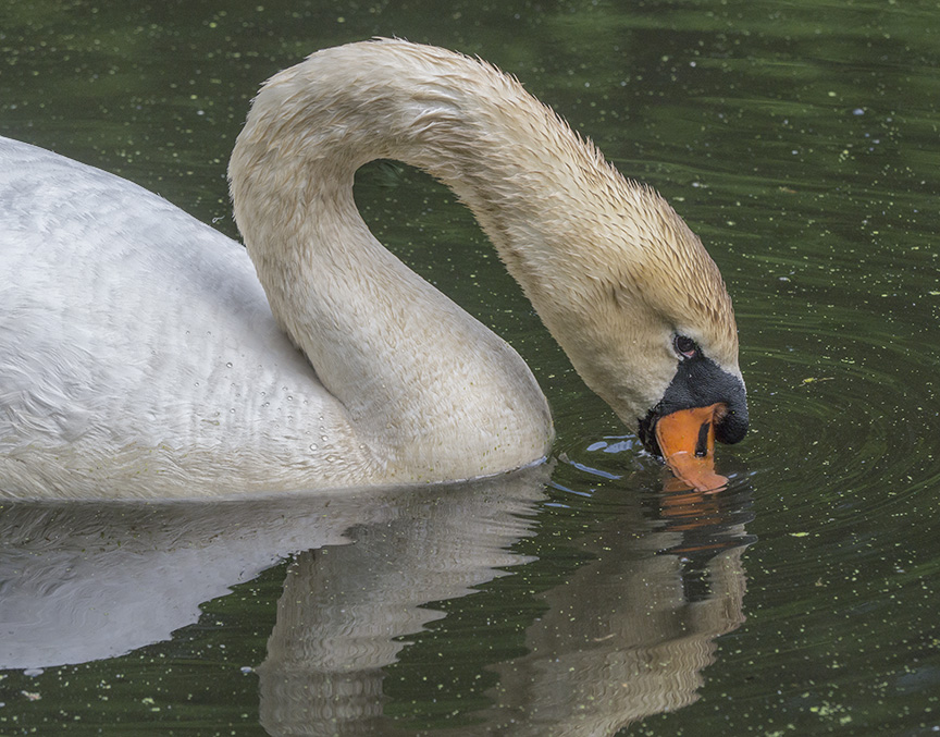 mute-swan-portraits-v2_1330319