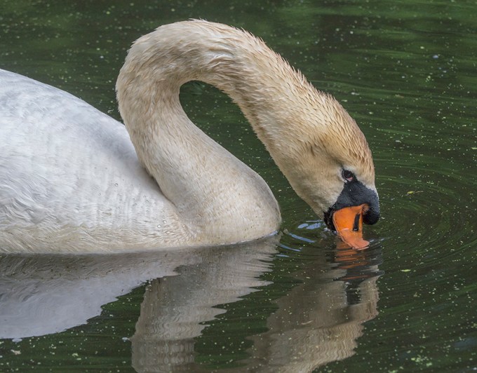 mute-swan-portraits-v2_1330319