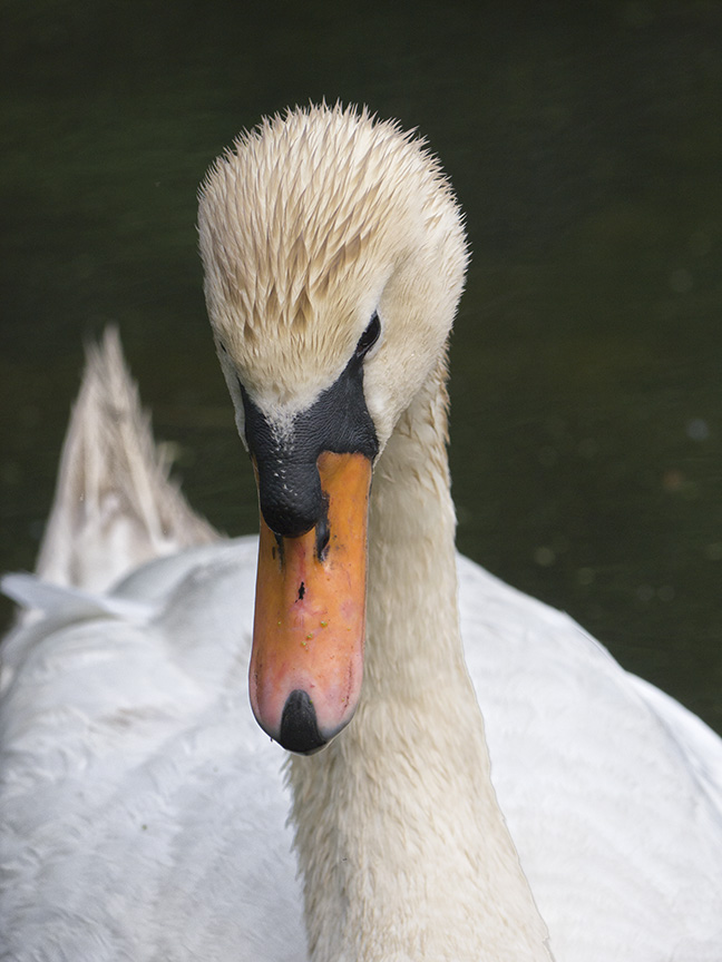 mute-swan-v2-mcfaul_1330338