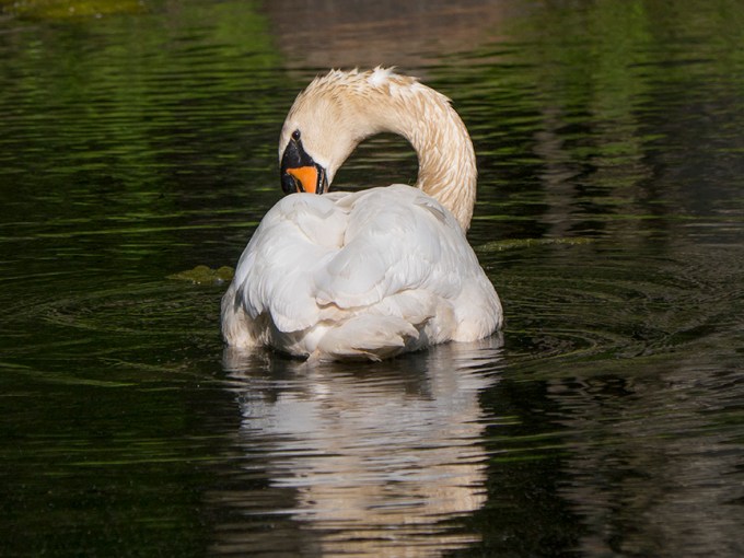 mute-swan-v2-mcfaul_1330469