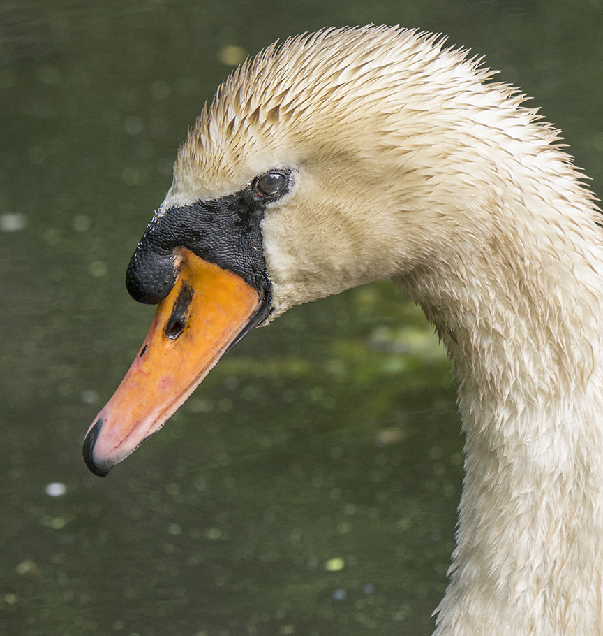 mute-swan-v2_1330286