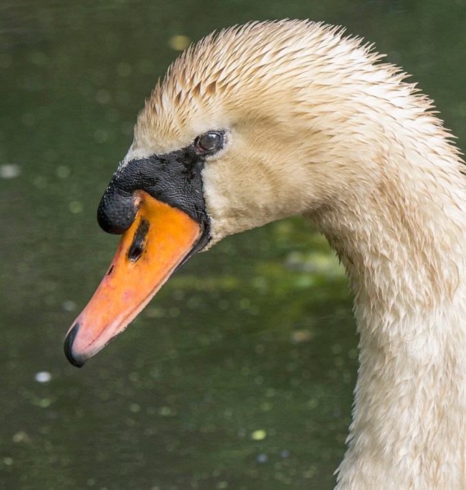 mute-swan-v2_1330286