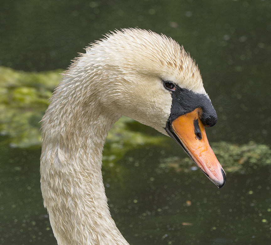 mute-swan-v2_1330304