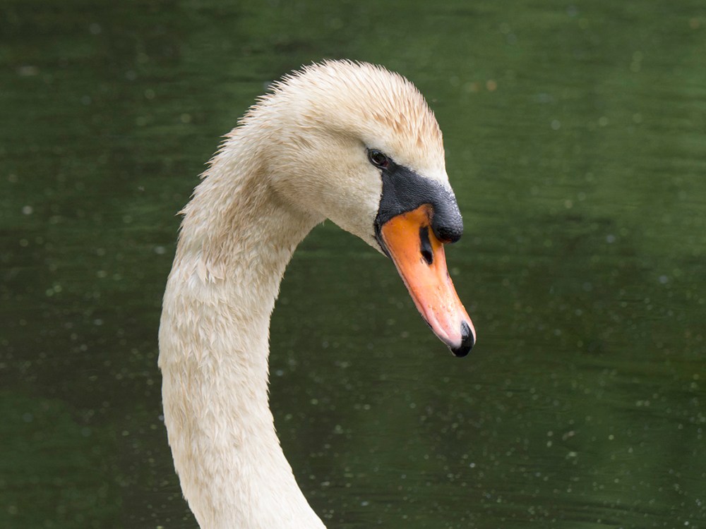 mute-swan-v3-mcfaul_1330314