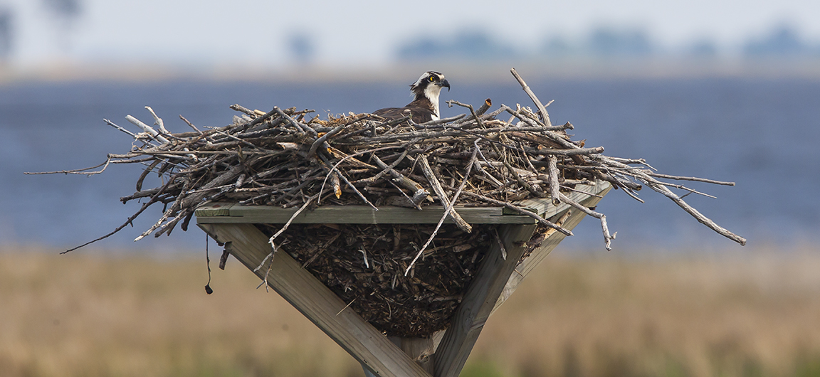 osprey-nest-bwr-v2_80i2185