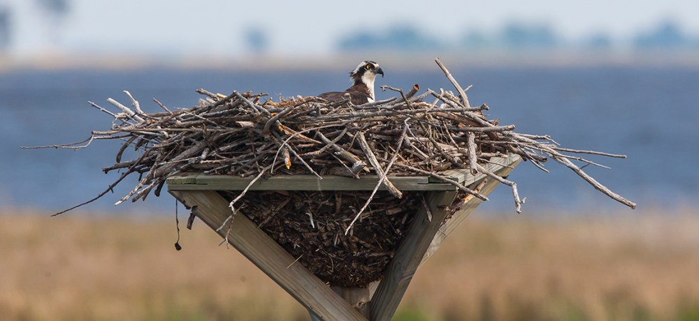 osprey-nest-bwr-v2_80i2185