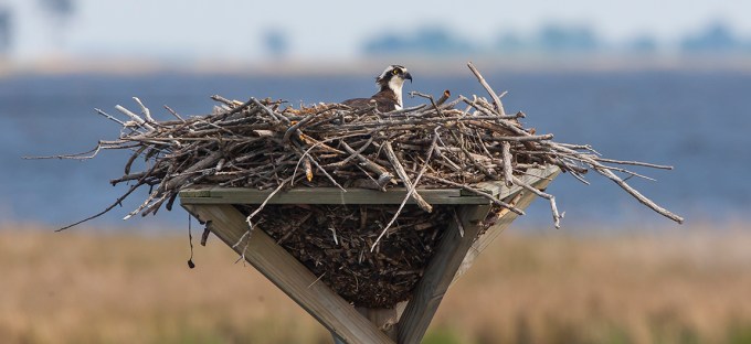 osprey-nest-bwr-v2_80i2185