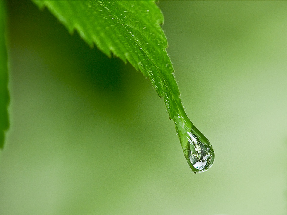 raindrop-v1_1080512