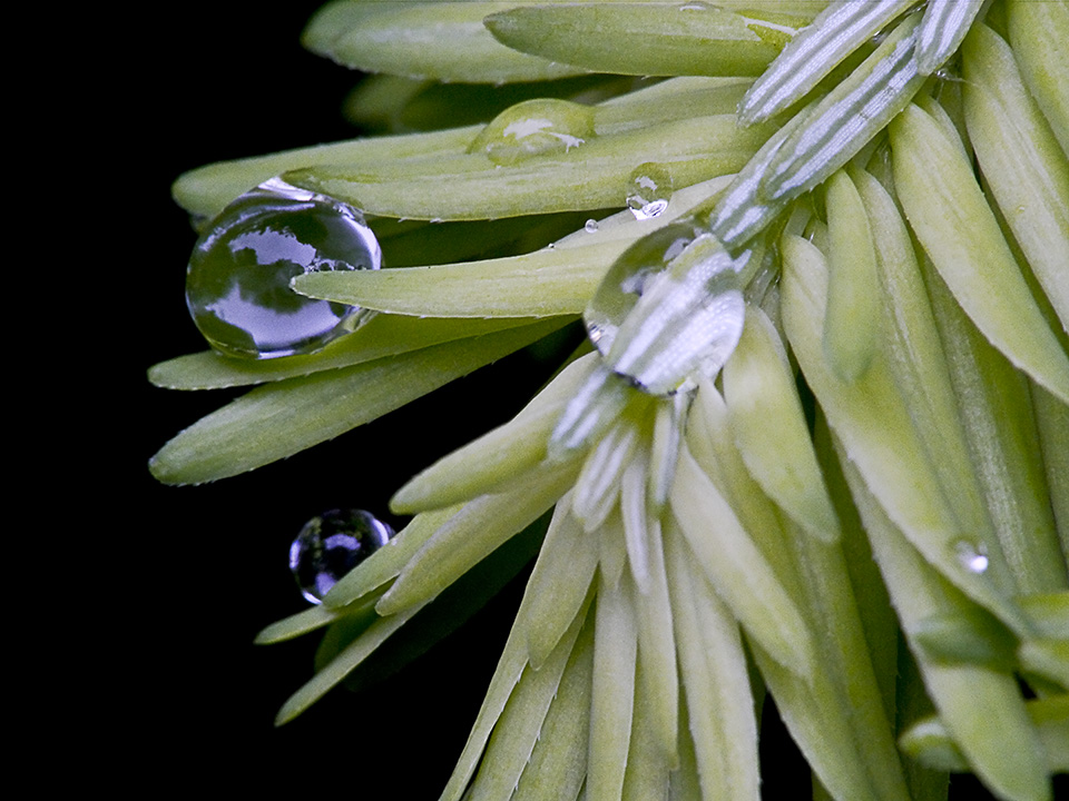 raindrops-v1_1080553