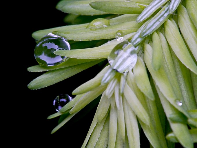 raindrops-v1_1080553