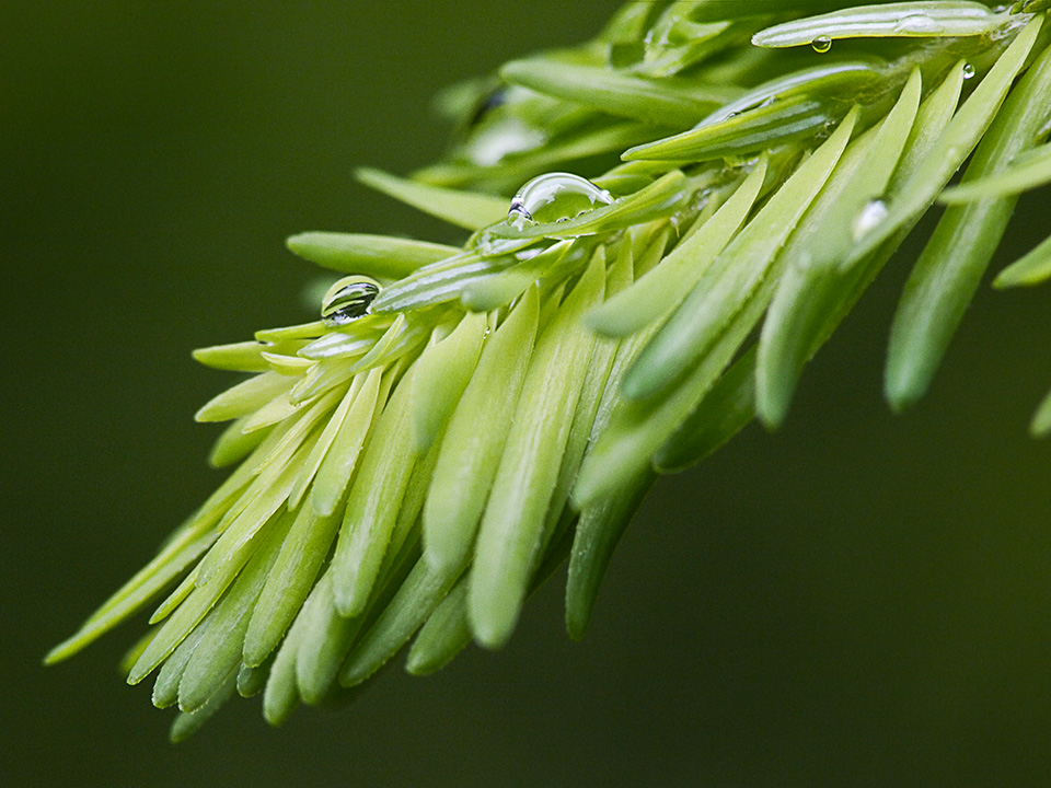 raindrops-v1_1080607