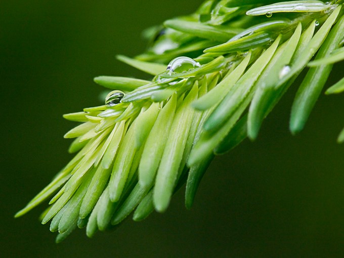 raindrops-v1_1080607