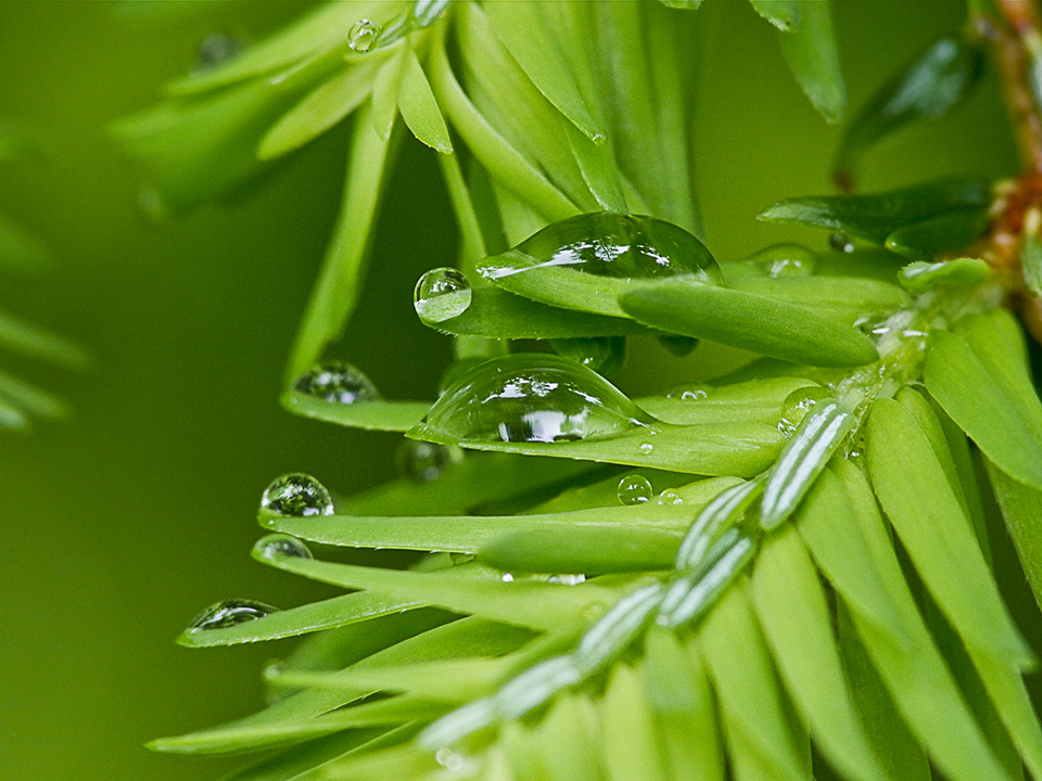 raindrops-v1_1080610