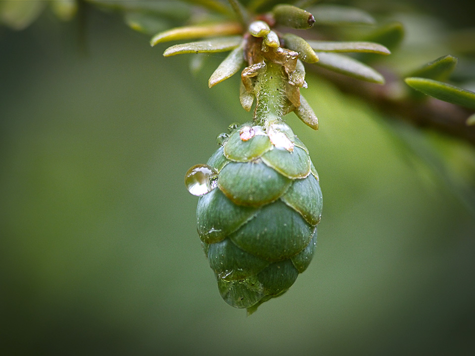 raindrops-v1_1080670