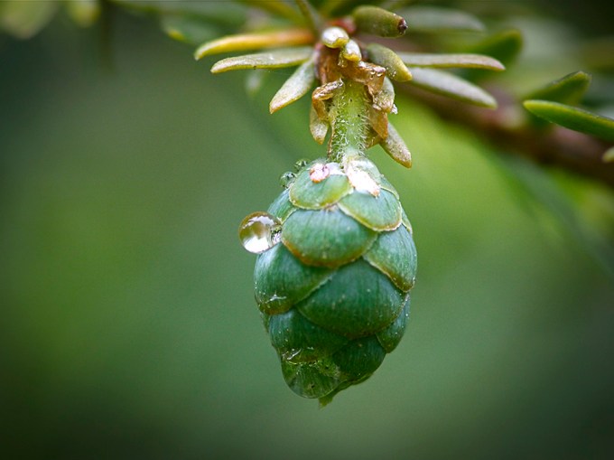 raindrops-v1_1080670