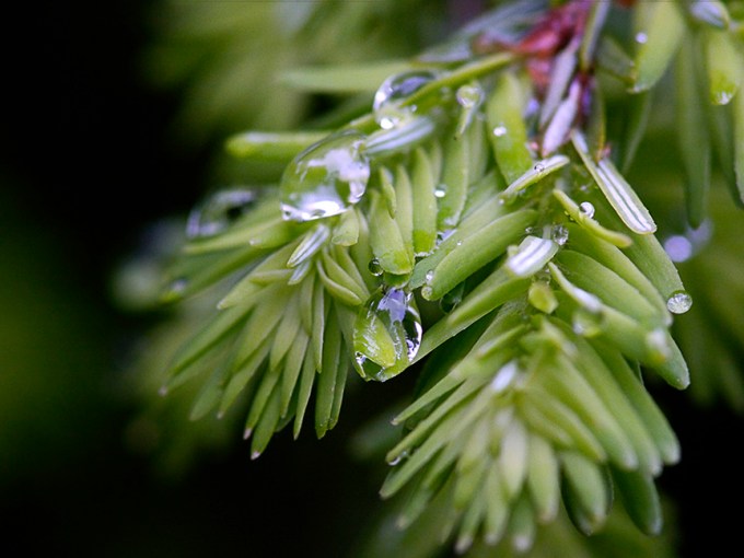 raindrops-v1_1080686